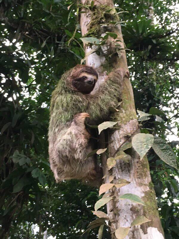 Rancho Quemado Sloth